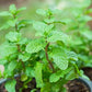 Mint (Pudina) Seeds