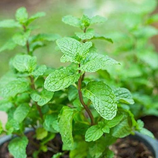 Mint (Pudina) Seeds