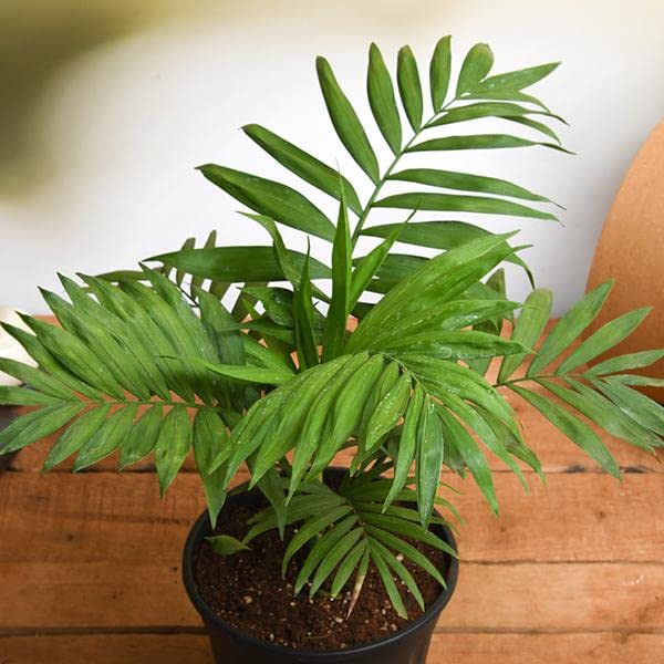 Chamaedorea Plant