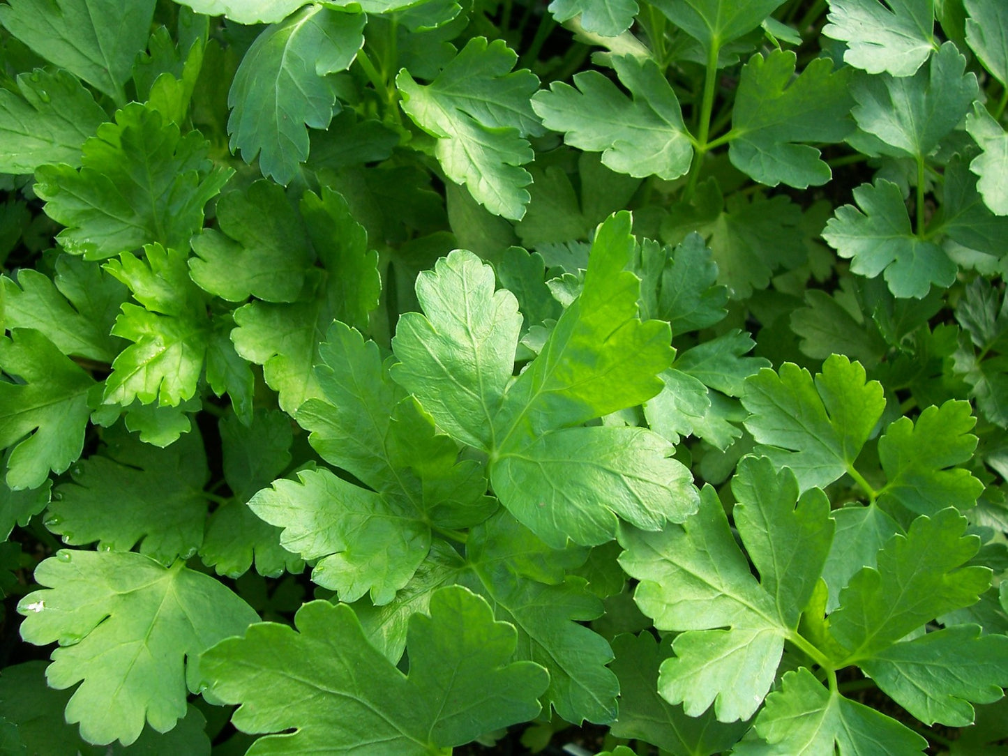 Parsley Seeds