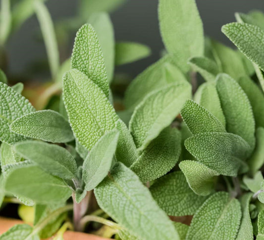 Sage Seeds