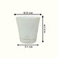 Areca Palm Plant