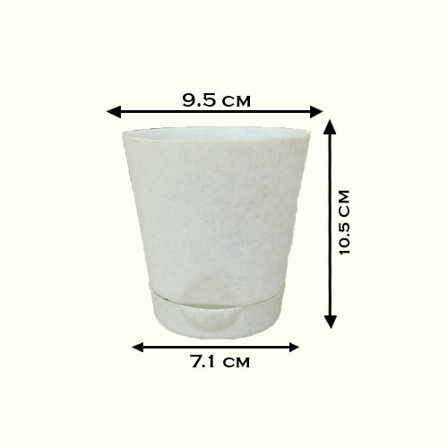 ZZ Plant, Zamioculcas Zamiifolia