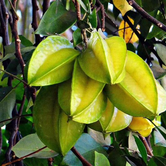 Star Fruit / Kamrak Plant