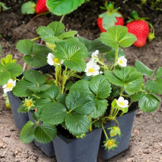Strawberry Plant