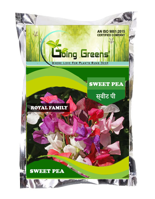 Sweet Pea Flower Seeds