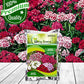 Sweet Willam Flower Seeds