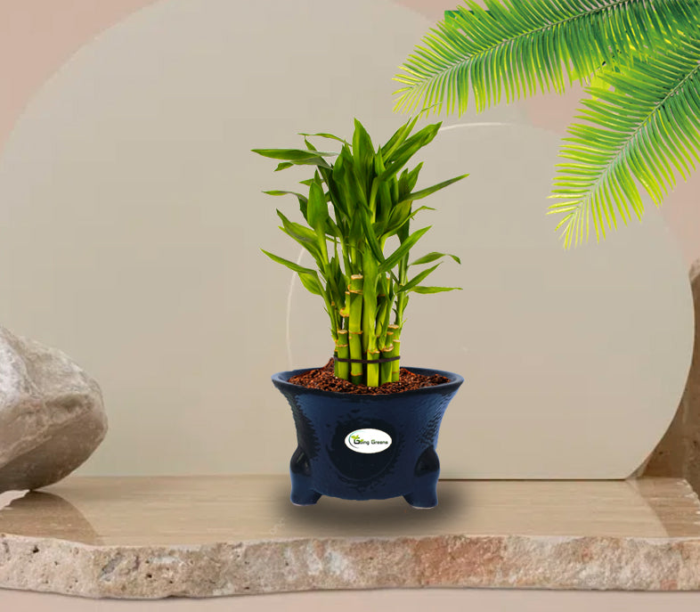 Elephant Ceramic Pot Black