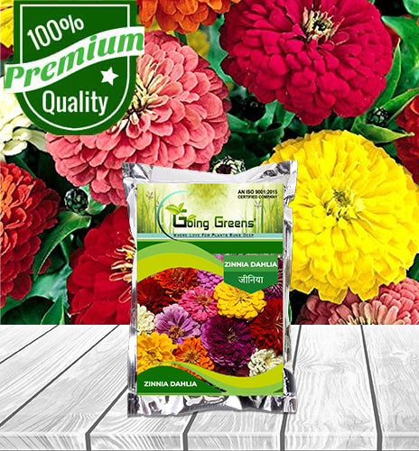 Zinnia Dahlia Flower Seeds