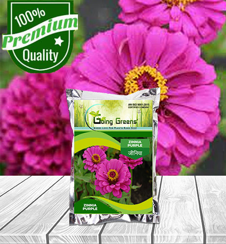 Zinnia Purple Flower Seeds