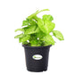 Syngonium Green Plant