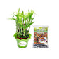 Combo of 2 Layers Lucky Bamboo & Multicolored Jelly Beads