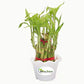 2 Layer Lucky Bamboo