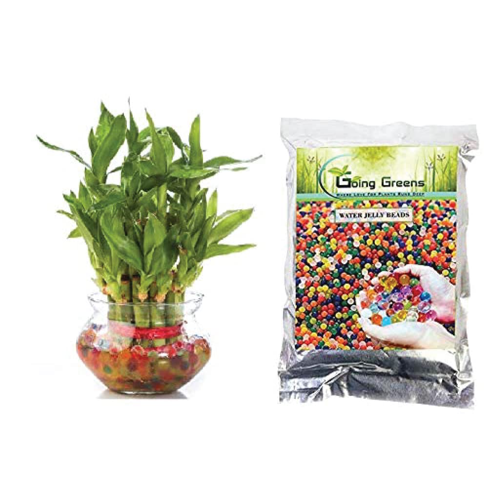lucky bamboo water beads Combo of 2 Layers Lucky Bamboo Plant in Glass Pot & Multicolored Jelly – Going Greens