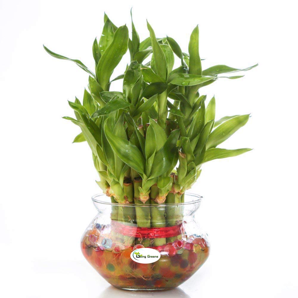 2 Layers Lucky Bamboo Plant in Glass Pot