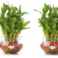 Combo of 2 Layers Lucky Bamboo Plant