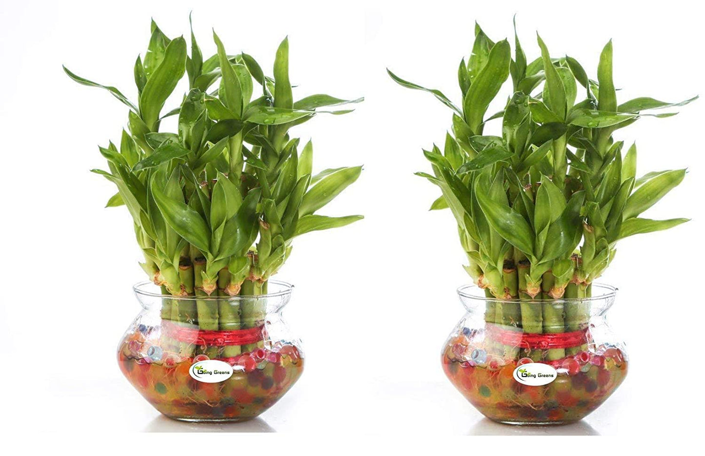 Combo of 2 Layers Lucky Bamboo Plant
