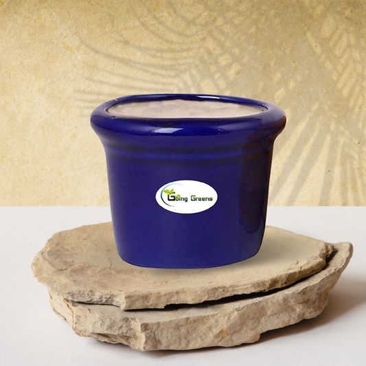 Ceramic Pot for Succulents & Cactus (Blue)