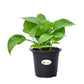 Money Plant Green, Pothos