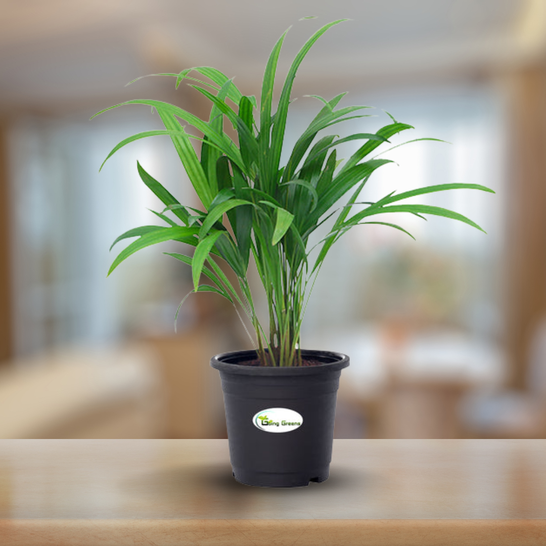 Areca Palm Plant