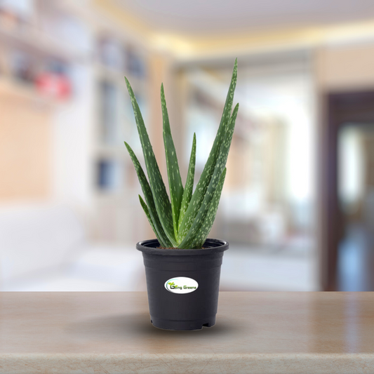 Aloe Vera Plant