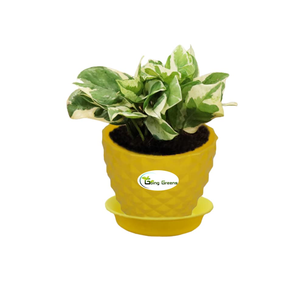 Money Plant White