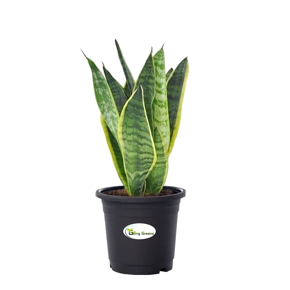 Snake Plant, Sansevieria Trifasciata Hahnii