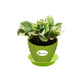 Money Plant White