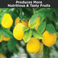 Lemon Fertilizer