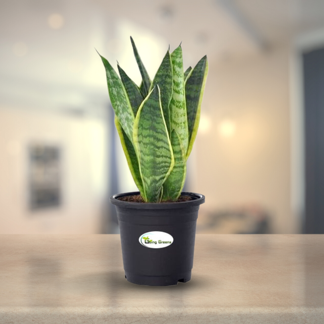 Snake Plant, Sansevieria Trifasciata Hahnii