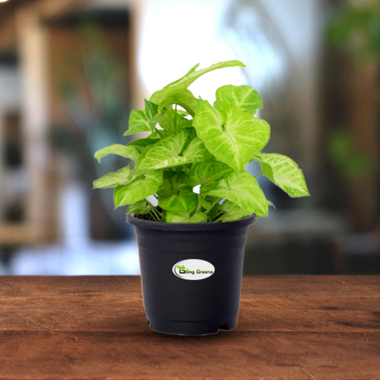 Syngonium Green Plant