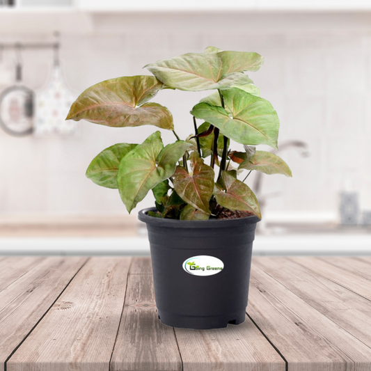 Syngonium Bronze Plant