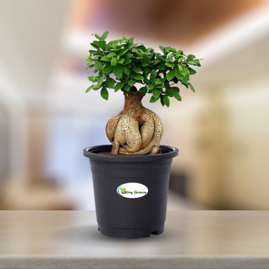 Ficus Bonsai Plant