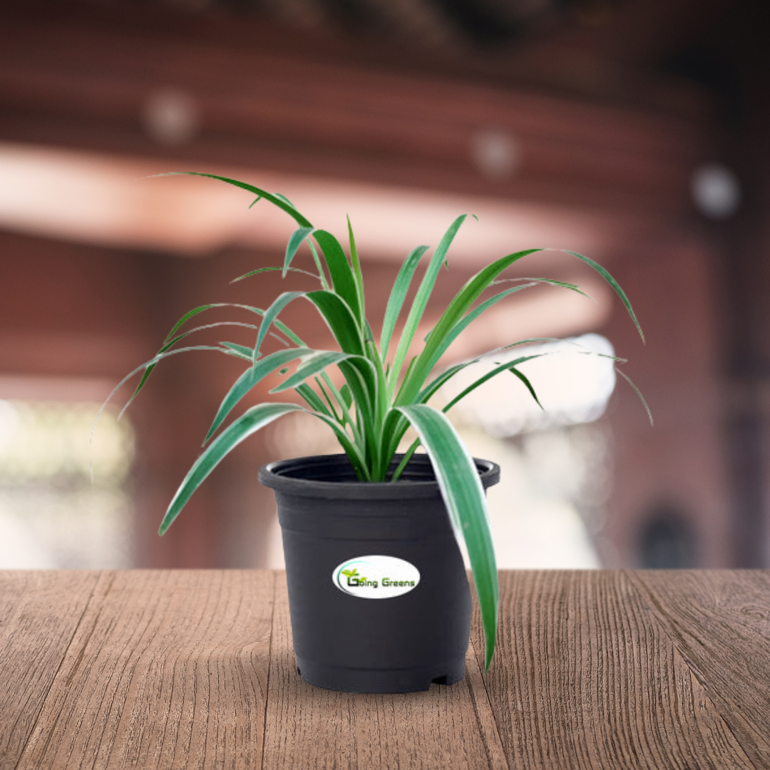 Spider Plant, Chlorophytum comosum