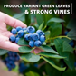 Blueberry Fertilizer