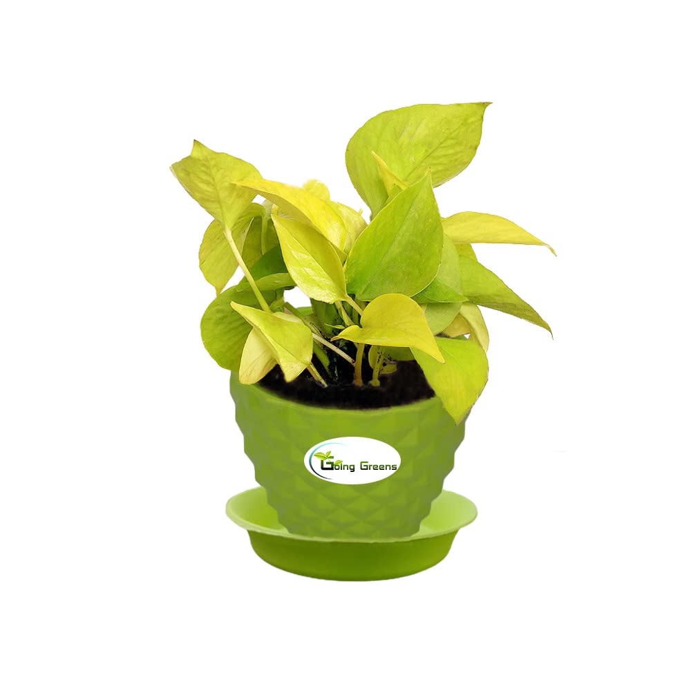 Money Plant Golden, Pothos