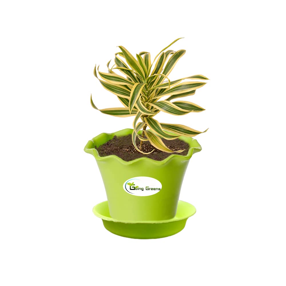Song of India Plant, Dracaena Reflexa