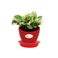 Money Plant White