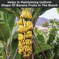 Banana Fertlizer