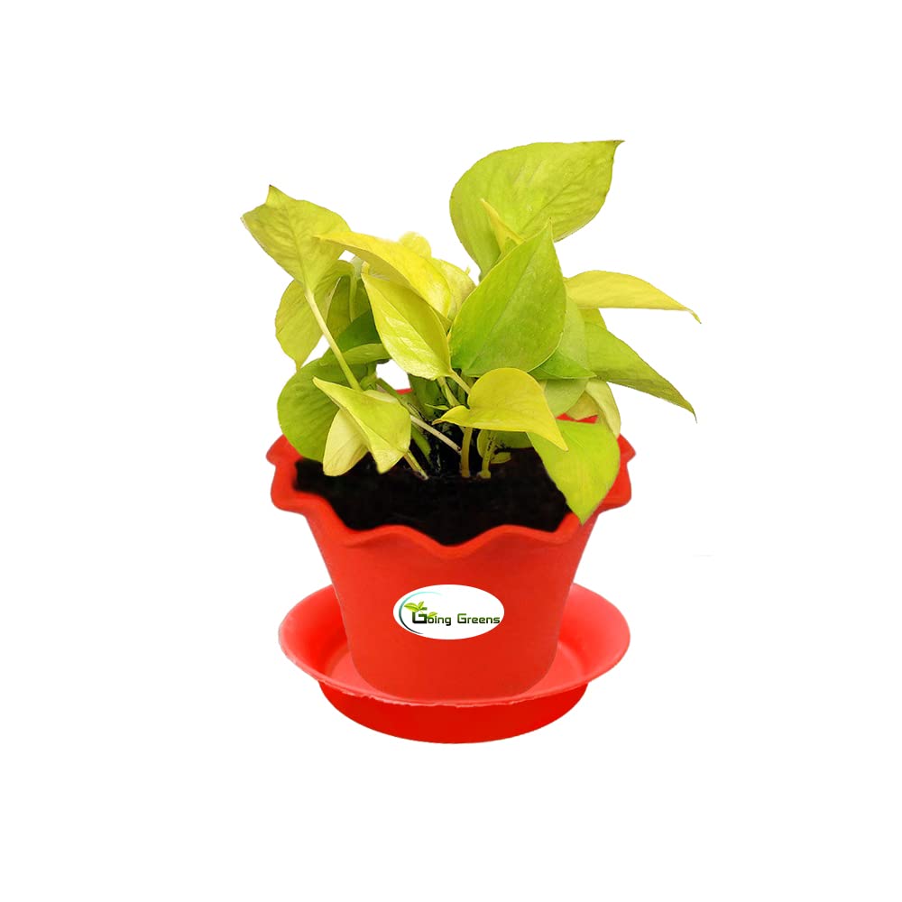 Money Plant Golden, Pothos