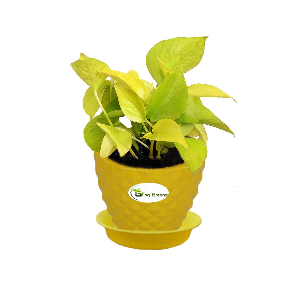 Money Plant Golden, Pothos