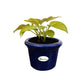 Ceramic Pot for Succulents & Cactus (Blue)