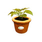 Ceramic Pot for Succulents & Cactus (Orange)