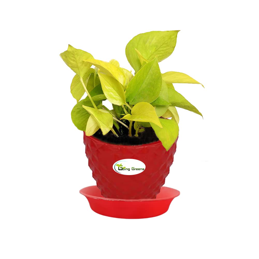 Money Plant Golden, Pothos