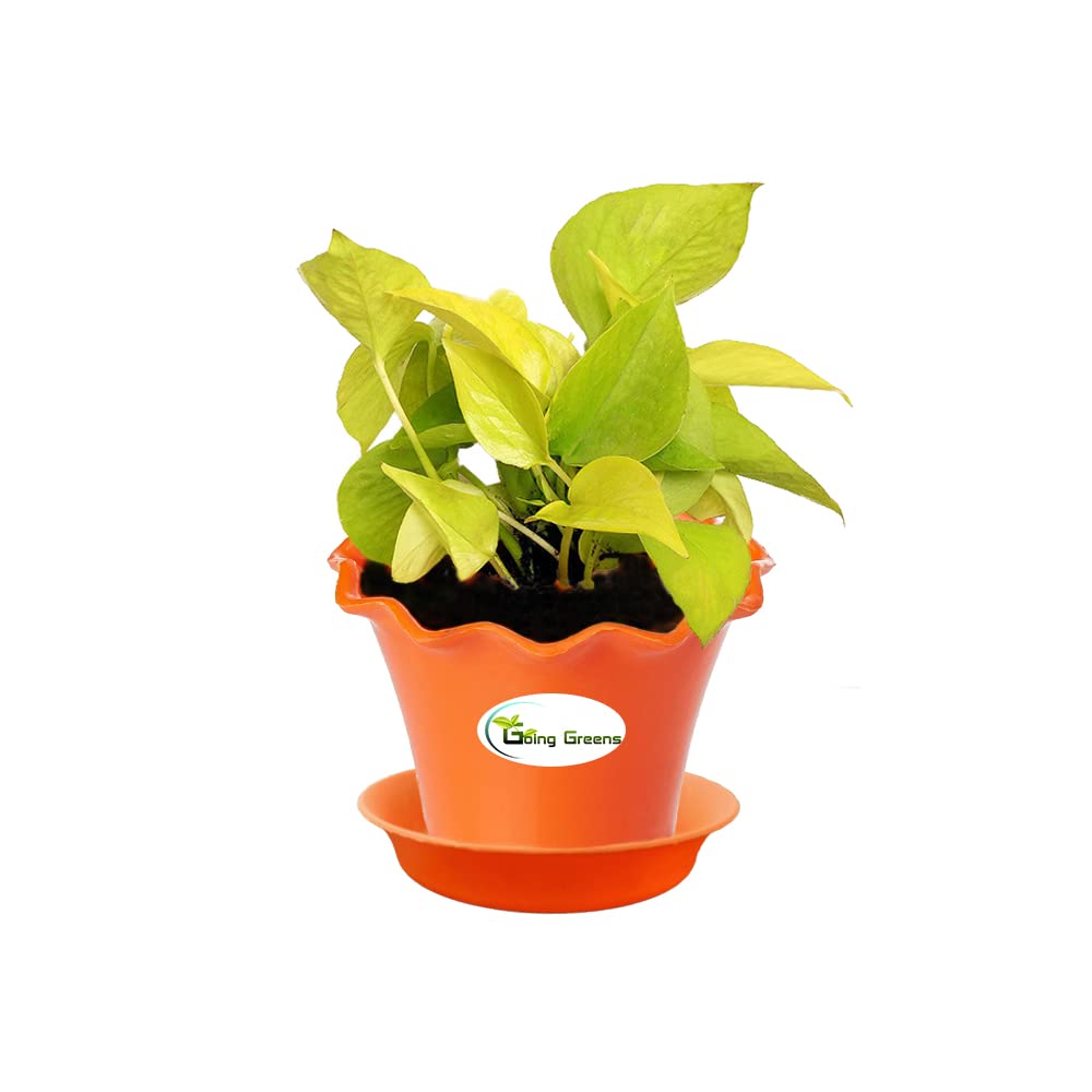 Money Plant Golden, Pothos