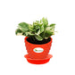 Money Plant White