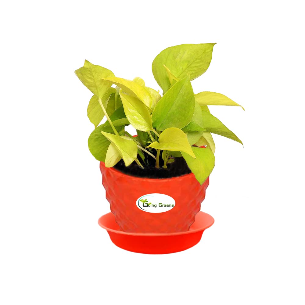 Money Plant Golden, Pothos