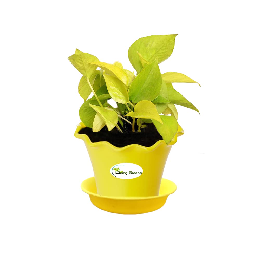 Money Plant Golden, Pothos