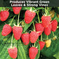 Raspberry Fertilzer