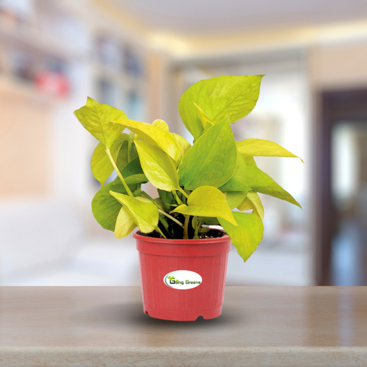 Money Plant Golden, Pothos